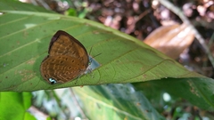 Arhopala major major