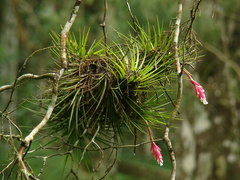 Tillandsia tenuifolia
