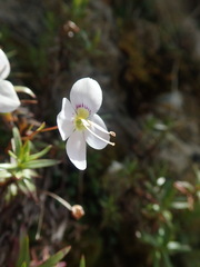 Veronica linifolia