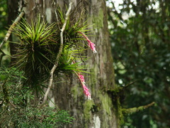 Tillandsia tenuifolia