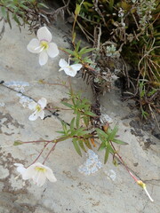 Veronica linifolia