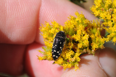 Acmaeodera rubronotata