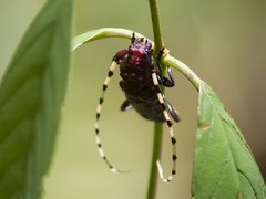 Ancylosternus annulicorne