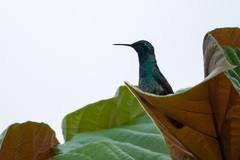 Colibri serrirostris