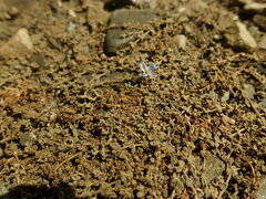 Veronica lilliputiana