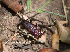 Ancylosternus annulicorne