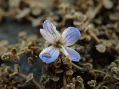 Veronica lilliputiana