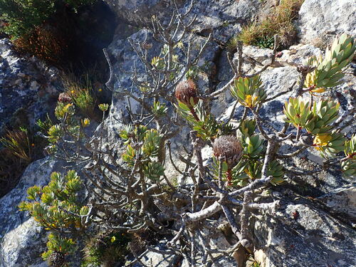 Image of Protea rupicola by (c) Ren Hoekstra, some rights reserved (CC BY)