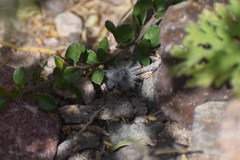 Dasymutilla gloriosa