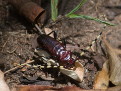 Ancylosternus annulicorne