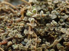 Veronica lilliputiana