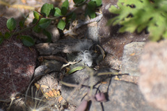 Dasymutilla gloriosa