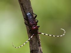Ancylosternus annulicorne