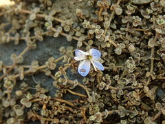 Veronica lilliputiana
