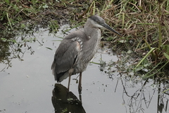 Ardea herodias