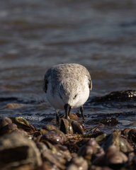 Calidris alba