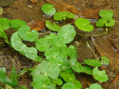 Hydrocotyle