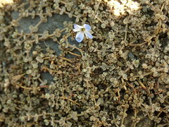 Veronica lilliputiana