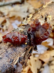Exidia