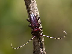 Ancylosternus annulicorne