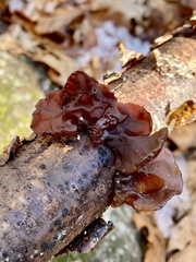 Exidia