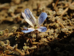 Veronica lilliputiana