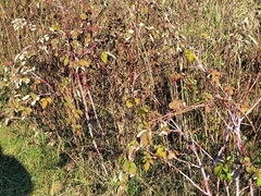 Rubus occidentalis