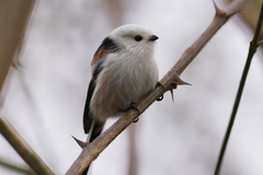 Aegithalos caudatus caudatus