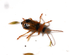 Phyllobrotica quadrimaculata