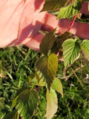 Rubus occidentalis