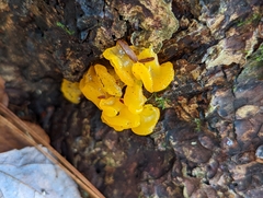 Dacrymyces chrysospermus