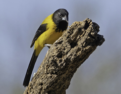 Icterus graduacauda