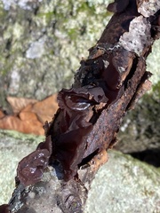 Exidia