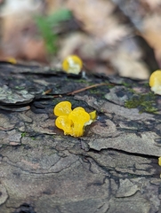 Dacrymyces chrysospermus