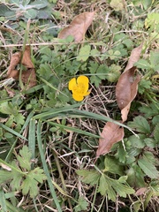 Ranunculus bulbosus