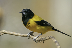 Icterus graduacauda