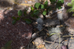 Dasymutilla gloriosa