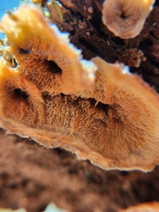 Merulius tremellosus