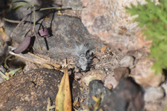 Dasymutilla gloriosa