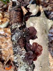 Exidia