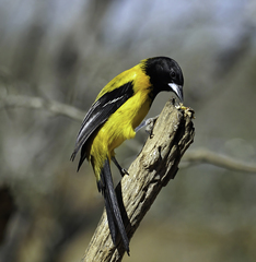 Icterus graduacauda