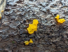 Dacrymyces chrysospermus