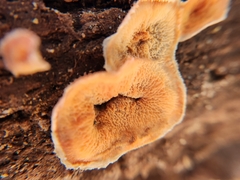Merulius tremellosus