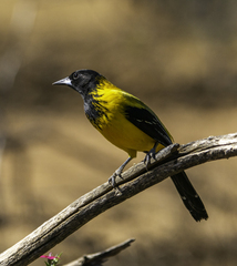 Icterus graduacauda