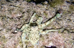 Octopus vulgaris