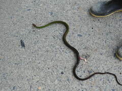 Dendrophidion percarinatum