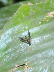 Dolichopodidae