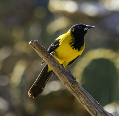 Icterus graduacauda