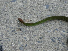 Dendrophidion percarinatum