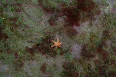 Allostichaster capensis